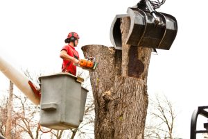 The Cost of the Best Tree Removal Services: What to Expect