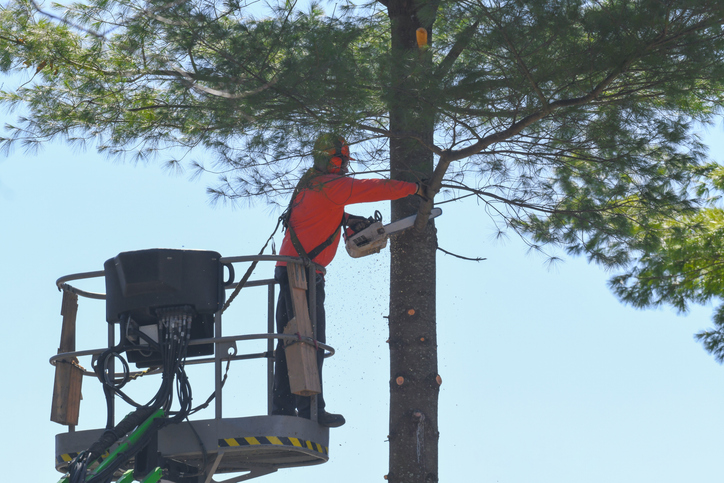 How Tree Removal Services Can Increase Your Property’s Value