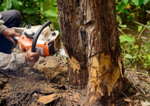 The Impact of Tree Cutting on Preventing Storm Damage and Hazards