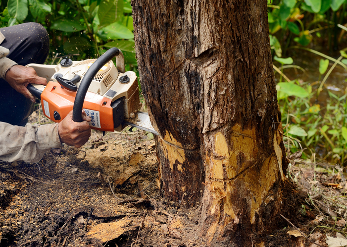 The Impact of Tree Cutting on Preventing Storm Damage and Hazards