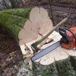 The Role of Tree Cutting in Maintaining a Safe and Beautiful Landscape