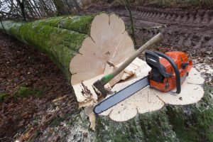 The Role of Tree Cutting in Maintaining a Safe and Beautiful Landscape