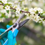 Why Regular Tree Pruning Is Essential for Maintaining Curb Appeal