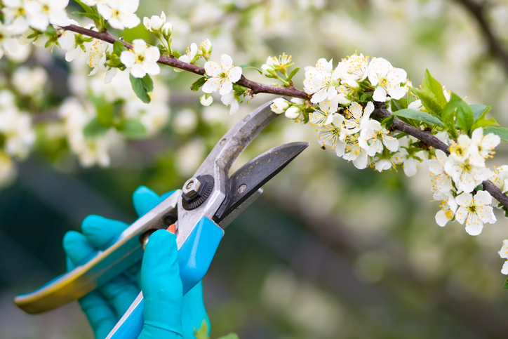 Why Regular Tree Pruning Is Essential for Maintaining Curb Appeal