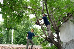 How Proper Tree Cutting Can Prevent Pest Infestations and Decay
